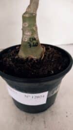 ENXERTO 12024 – 30cm (cor LM 710) - Imagem 6