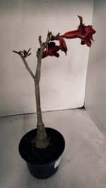 ENXERTO 12024 – 30cm (cor LM 710) - Imagem 5