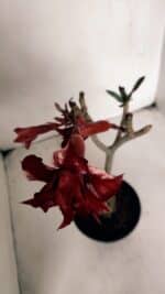 ENXERTO 12024 – 30cm (cor LM 710) - Imagem 4