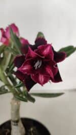 ENXERTO 12026 – 20cm (cor LM 1008)