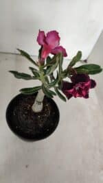 ENXERTO 12026 – 20cm (cor LM 1008) - Imagem 4