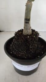 ENXERTO 12026 – 20cm (cor LM 1008) - Imagem 6