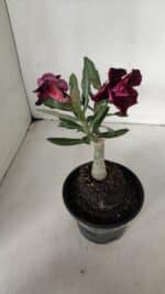 ENXERTO 12026 – 20cm (cor LM 1008) - Imagem 5