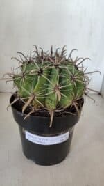 FEROCACTUS LATISPINUS Nº 96 – vaso 20 - Imagem 2