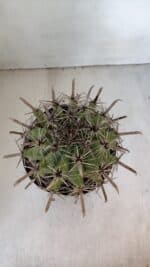 FEROCACTUS LATISPINUS Nº 96 – vaso 20 - Imagem 3