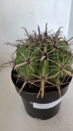 FEROCACTUS LATISPINUS Nº 96 – vaso 20 - Imagem 7