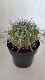 FEROCACTUS LATISPINUS Nº 96 – vaso 20 - Imagem 6