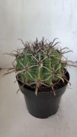 FEROCACTUS LATISPINUS Nº 96 – vaso 20 - Imagem 5