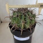 FEROCACTUS LATISPINUS Nº 96 – vaso 20