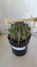 FEROCACTUS LATISPINUS Nº 96 – vaso 20