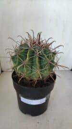 FEROCACTUS LATISPINUS Nº 97 – vaso 20 - Imagem 2