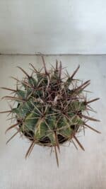 FEROCACTUS LATISPINUS Nº 97 – vaso 20 - Imagem 3