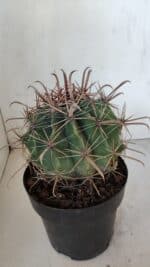 FEROCACTUS LATISPINUS Nº 97 – vaso 20 - Imagem 6