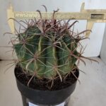FEROCACTUS LATISPINUS Nº 97 – vaso 20