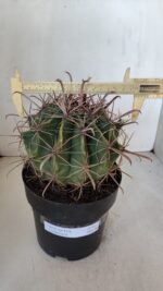 FEROCACTUS LATISPINUS Nº 97 – vaso 20