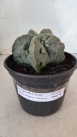 ASTROPHYTUM MYRIOSTIGMA cv FUKURYU Nudum  Nº 1000 – vaso 15 - Imagem 2