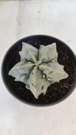 ASTROPHYTUM MYRIOSTIGMA cv FUKURYU Nudum  Nº 1000 – vaso 15 - Imagem 3