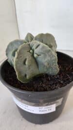 ASTROPHYTUM MYRIOSTIGMA cv FUKURYU Nudum  Nº 1000 – vaso 15 - Imagem 8