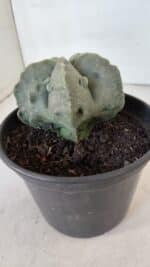 ASTROPHYTUM MYRIOSTIGMA cv FUKURYU Nudum  Nº 1000 – vaso 15 - Imagem 7