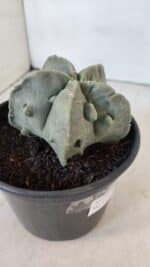 ASTROPHYTUM MYRIOSTIGMA cv FUKURYU Nudum  Nº 1000 – vaso 15 - Imagem 6