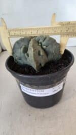 ASTROPHYTUM MYRIOSTIGMA cv FUKURYU Nudum  Nº 1000 – vaso 15 - Imagem 4