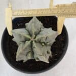 ASTROPHYTUM MYRIOSTIGMA cv FUKURYU Nudum  Nº 1000 – vaso 15