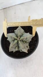 ASTROPHYTUM MYRIOSTIGMA cv FUKURYU Nudum  Nº 1000 – vaso 15