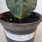 ASTROPHYTUM MYRIOSTIGMA cv FUKURYU Nudum  Nº 1001 – vaso 10