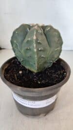 ASTROPHYTUM MYRIOSTIGMA cv FUKURYU Nudum  Nº 1001 – vaso 10 - Imagem 6