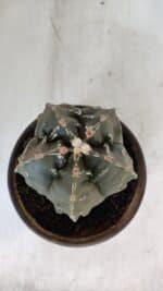 ASTROPHYTUM MYRIOSTIGMA cv FUKURYU Nudum  Nº 1001 – vaso 10 - Imagem 11
