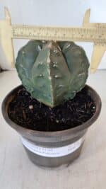 ASTROPHYTUM MYRIOSTIGMA cv FUKURYU Nudum  Nº 1001 – vaso 10 - Imagem 4