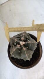 ASTROPHYTUM MYRIOSTIGMA cv FUKURYU Nudum  Nº 1001 – vaso 10 - Imagem 5