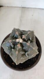 ASTROPHYTUM MYRIOSTIGMA cv FUKURYU Nudum  Nº 1001 – vaso 10 - Imagem 3