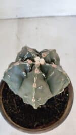 ASTROPHYTUM MYRIOSTIGMA cv FUKURYU Nudum  Nº 1001 – vaso 10 - Imagem 7