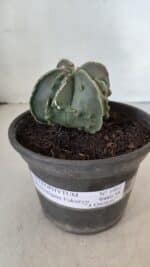 ASTROPHYTUM MYRIOSTIGMA cv FUKURYU "4 QUINAS"  Nº 1002 – vaso 15 - Imagem 2