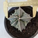 ASTROPHYTUM MYRIOSTIGMA cv FUKURYU "4 QUINAS"  Nº 1002 – vaso 15