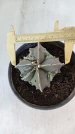 ASTROPHYTUM MYRIOSTIGMA cv FUKURYU "4 QUINAS"  Nº 1002 – vaso 15