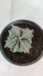 ASTROPHYTUM MYRIOSTIGMA cv FUKURYU "4 QUINAS"  Nº 1002 – vaso 15 - Imagem 3