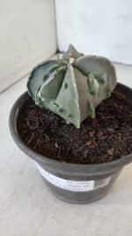 ASTROPHYTUM MYRIOSTIGMA cv FUKURYU "4 QUINAS"  Nº 1002 – vaso 15 - Imagem 11