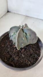 ASTROPHYTUM MYRIOSTIGMA cv FUKURYU "4 QUINAS"  Nº 1002 – vaso 15 - Imagem 10