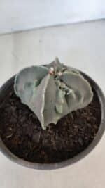ASTROPHYTUM MYRIOSTIGMA cv FUKURYU "4 QUINAS"  Nº 1002 – vaso 15 - Imagem 9
