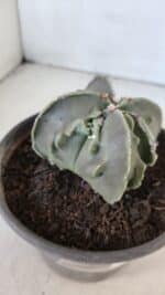 ASTROPHYTUM MYRIOSTIGMA cv FUKURYU "4 QUINAS"  Nº 1002 – vaso 15 - Imagem 8