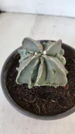 ASTROPHYTUM MYRIOSTIGMA cv FUKURYU "4 QUINAS"  Nº 1002 – vaso 15 - Imagem 7