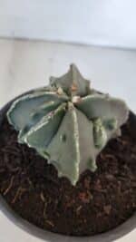 ASTROPHYTUM MYRIOSTIGMA cv FUKURYU "4 QUINAS"  Nº 1002 – vaso 15 - Imagem 6