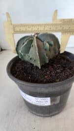 ASTROPHYTUM MYRIOSTIGMA cv FUKURYU "4 QUINAS"  Nº 1002 – vaso 15 - Imagem 4