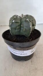 ASTROPHYTUM MYRIOSTIGMA cv FUKURYU  Nº 1003 – vaso 11 - Imagem 2