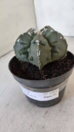 ASTROPHYTUM MYRIOSTIGMA cv FUKURYU  Nº 1003 – vaso 11 - Imagem 9