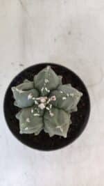 ASTROPHYTUM MYRIOSTIGMA cv FUKURYU  Nº 1003 – vaso 11 - Imagem 3