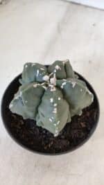 ASTROPHYTUM MYRIOSTIGMA cv FUKURYU  Nº 1003 – vaso 11 - Imagem 8