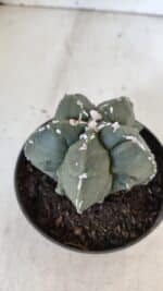 ASTROPHYTUM MYRIOSTIGMA cv FUKURYU  Nº 1003 – vaso 11 - Imagem 7